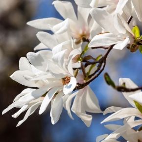 Magnolia japońska KOBUS