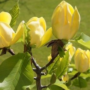 Magnolia brooklińska  YELLOW BIRD
