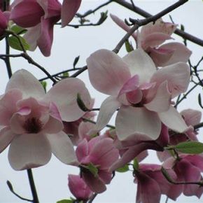 Magnolia BIG DUDE