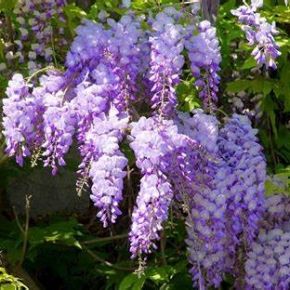 Wisteria chińska PROLIFIC