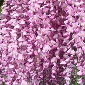 Wisteria Chińska PINK (Glicynia Chińska Różowa )