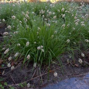 Sesleria SKALNA