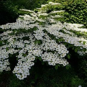 Kalina japońska CASCADE - szczepiona