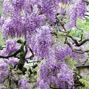 Wisteria chińska TOM