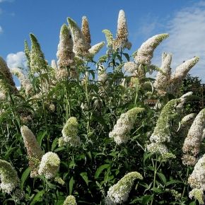 Budleja davida WHITE PROFUSION