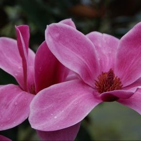 Magnolia SHIRAZZ