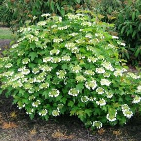 Kalina koralowa COMPACTA