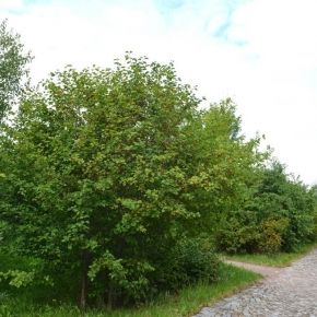 Głóg SZKARŁATNY