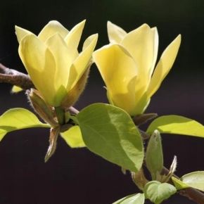 Magnolia GOLDEN DREAM