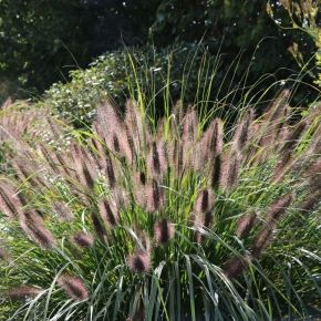 Rozplenica japońska VIRIDESCENS