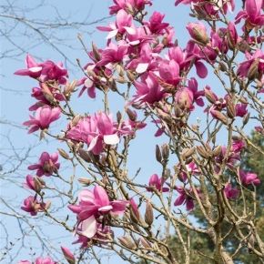 Magnolia FESTIROSE