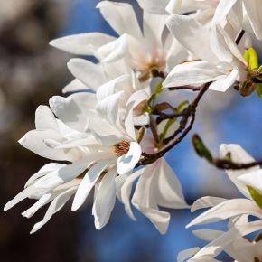 Magnolia japońska KOBUS