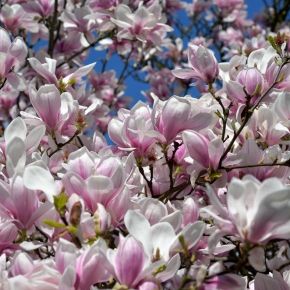 Magnolia Soulangea SPECIOSA