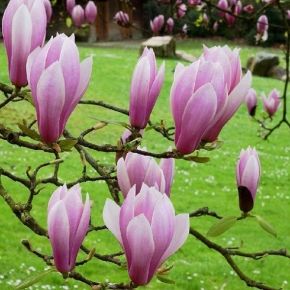 Magnolia pośrednia ANDRE LEROY