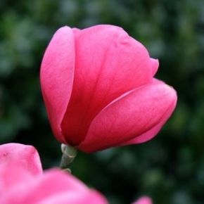 Magnolia WATERMELON