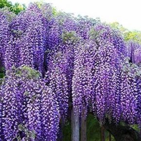 Wisteria Glicynia NEW BLUE FOUNTAIN