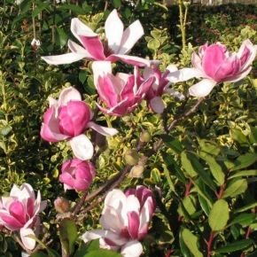 Magnolia FRAGRANT CLOUD