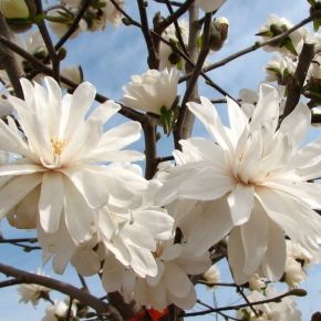 Magnolia WILDCAT
