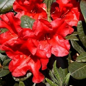 Różanecznik Bengal 