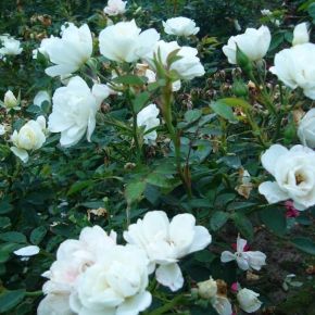 Róża okrywowa WHITE FAIR