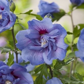 Hibiscus BLUE CHIFFON na PNIIU