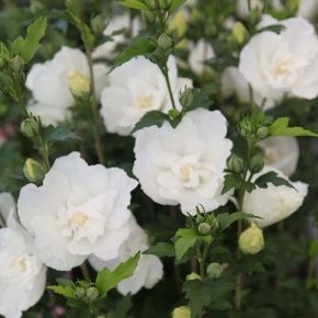 Hibiskus WHITE CHIFFON na PNIU