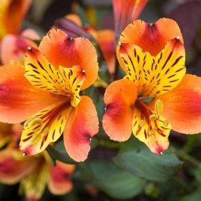 Alstremeria INDIAN SUMMER