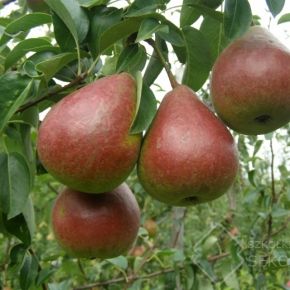 Grusza DICOLOR