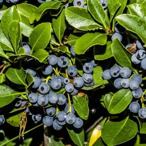 Borówka amerykańska BLUECROP