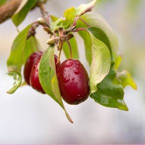 Dereń jadalny  CORNUS MAS 60-80 cm 