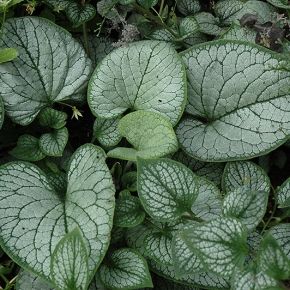 Brunnera wielkolistna  SEA HEART