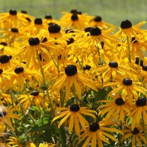 Rudbekia PAULINA