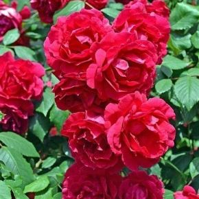Róża okrywowa RED FAIRY