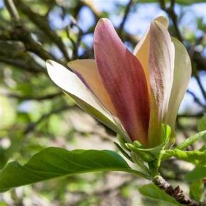 Magnolia WOODSMAN