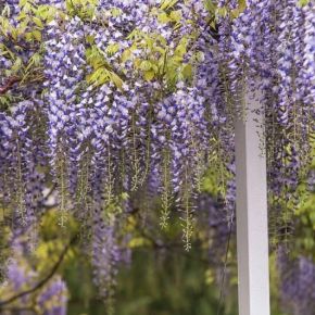 Wisteria LAVENDER LACE Glicynia chińska