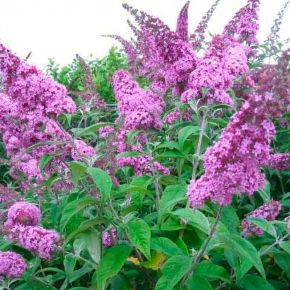 Budleja davidii PINK CASCADE