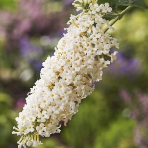 Budleja davidii DREAMING WHITE