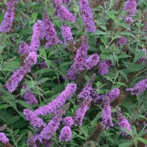 Budleja davidii LAVENDER CUPCAKE