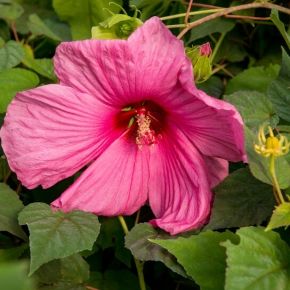 Hibiskus bylinowy PLUM CRAZY