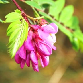 Akacja Omszona ROBINIA HISPIDA