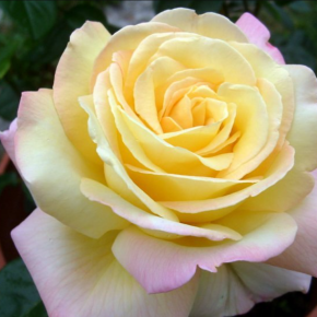 Róża WIELOKWIATOWA Żółto- Różowa