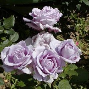 Róża WIELOKWIATOWA Fioletowa