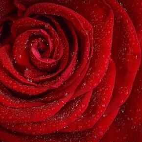 Róża WIELOKWIATOWA Intensywnie Czerwona