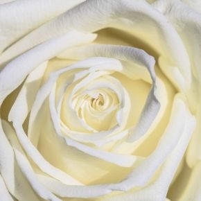 Róża WIELOKWIATOWA Biała