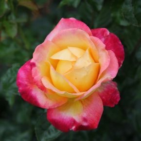Róża WIELOKWIATOWA Różowo- Żółta