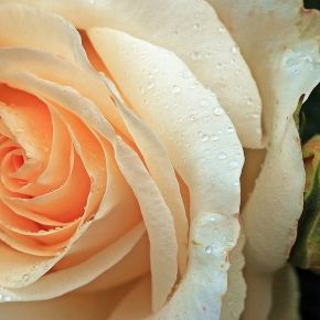Róża WIELOKWIATOWA Herbaciana Jasna