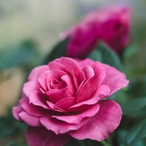 Róża WIELOKWIATOWA Różowa Pachnąca