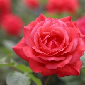 Róża WIELOKWIATOWA Czerwona Jasna