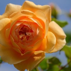 Róża WIELOKWIATOWA Brzoskwiniowa