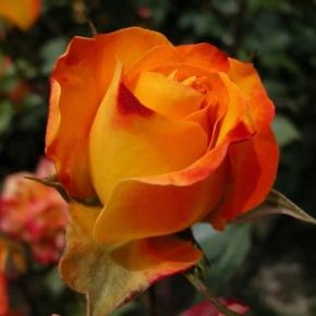 Róża WIELOKWIATOWA Herbaciana